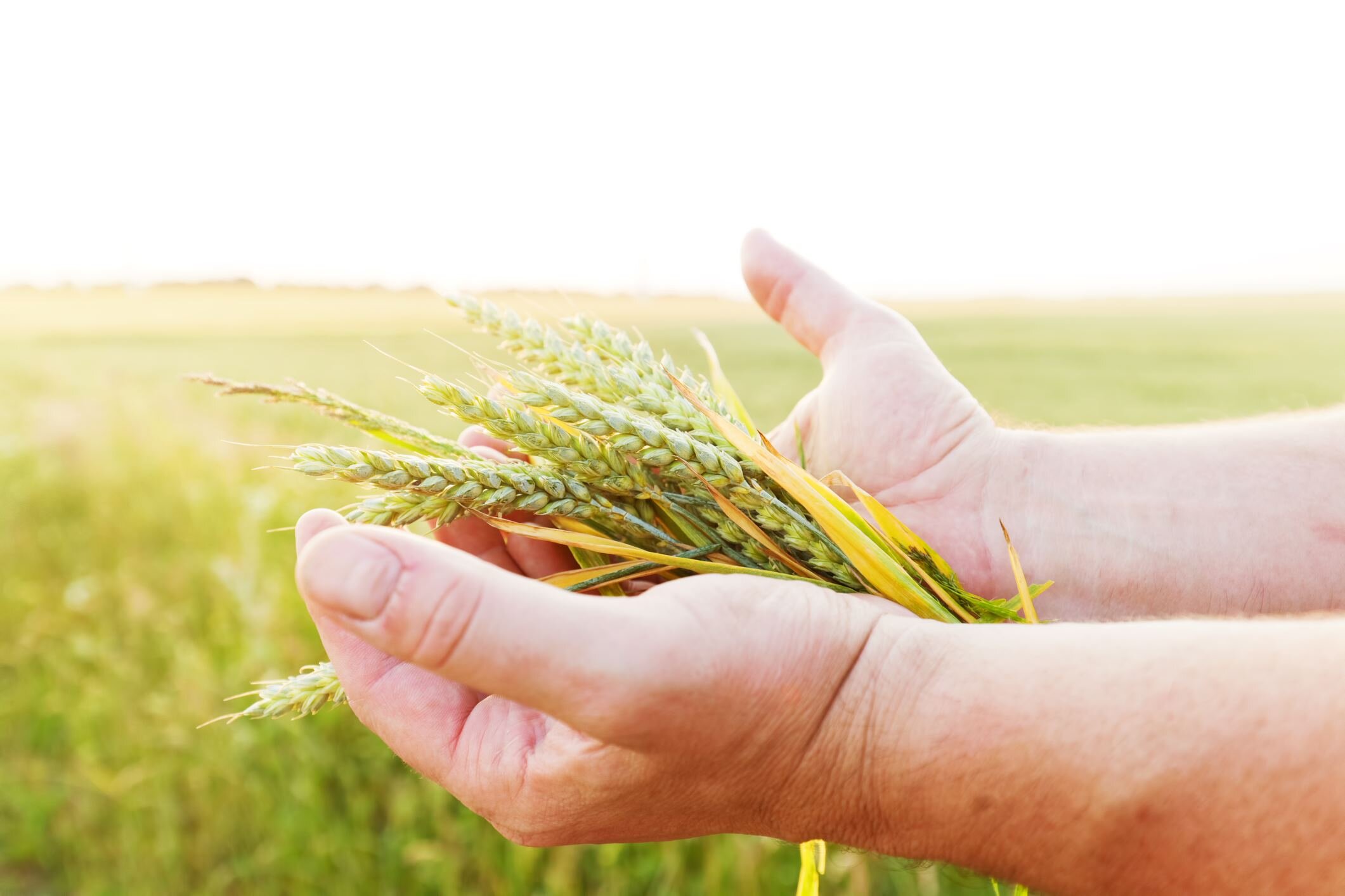 Fresh green cereal, grain in farmer’s hands.