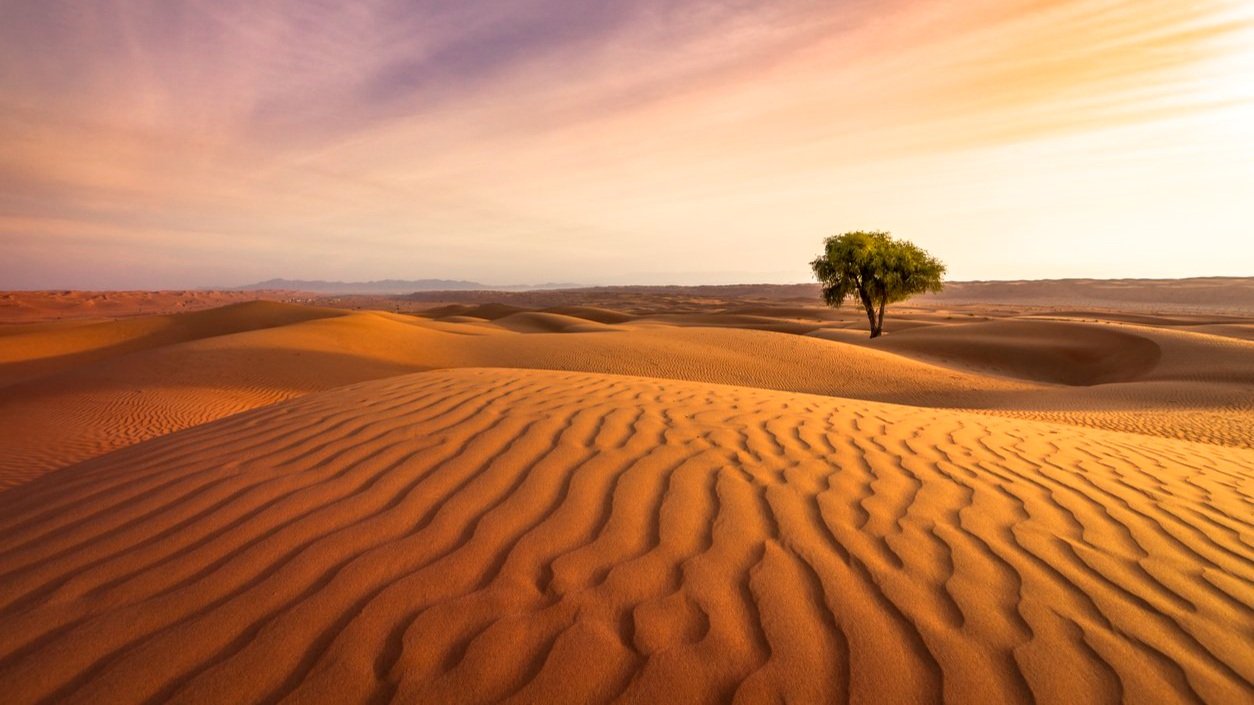 Rippled sand dunes and a lonely tree in the Wahiba Desert in Oman.